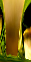 Dewscape Abstract 032 7221v1