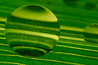 Dewscape Defined Soft 063 green jupiter