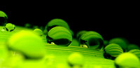Dewscape Abstract Landscape 007 4233_4234