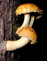C Ribet Mushrooms Wall Trio