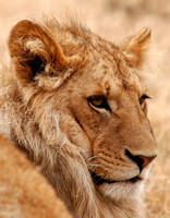 Lion Closeup Rt 1314