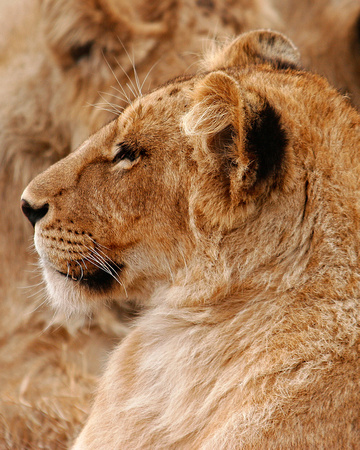 Lion Closeup Lft 1326c
