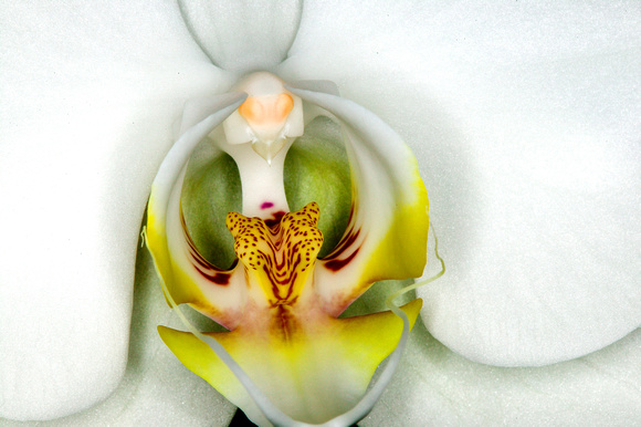 C Ribet Orchid 7784