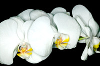 Orchids A
