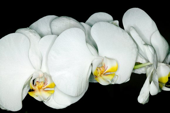 C Ribet Orchid 7816