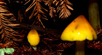 C Ribet Mushrooms Forest Caress