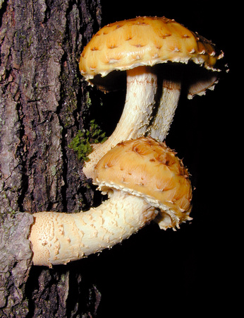 C Ribet Mushrooms Wall Trio