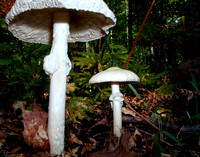 C Ribet Mushrooms Pale Soldiers