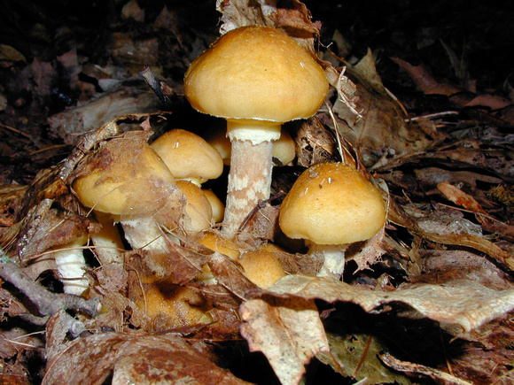 C Ribet Mushrooms Kinship