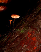 C Ribet Mushrooms The Sage