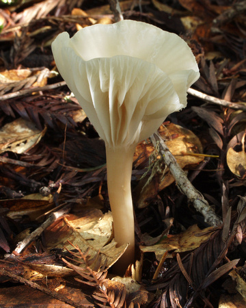 C Ribet Mushrooms 5301