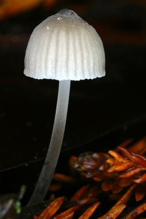 C Ribet Mushrooms 3583