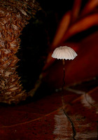 C Ribet Mushrooms 4034v1
