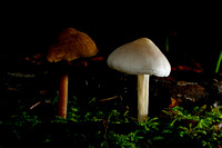 C Ribet Mushrooms Daybreak Parting 7667