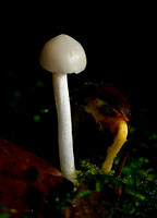 C Ribet Mushrooms Sprout