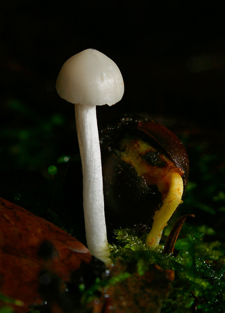 C Ribet Mushrooms Sprout