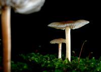 C Ribet Mushrooms Pearl