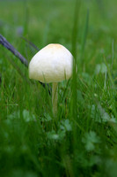 C Ribet Mushrooms January Chance