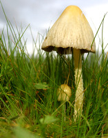 C Ribet Mushrooms 1479