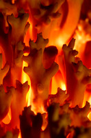 C Ribet Mushrooms From The Flames