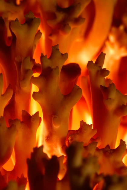 C Ribet Mushrooms From The Flames