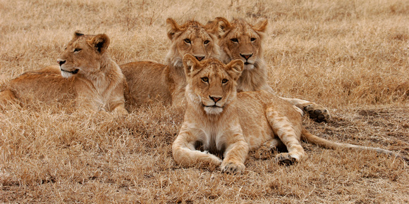 Lion Four Lions 21 1281