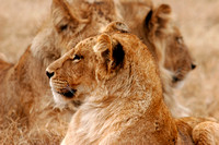 Lion Closeup Lft 1326