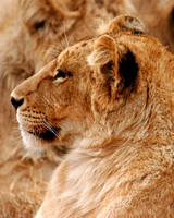 Lion Closeup Lft 1326c