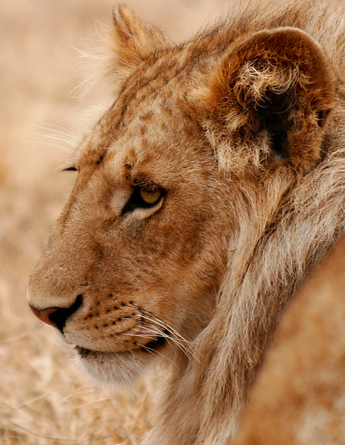 Lion Closeup Rt 1344