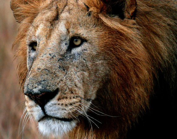 Male Lion Closeup 6483