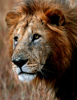 Male Lion Closeup 6483b