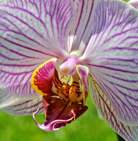 C Ribet Orchid 3139b