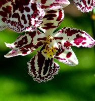 C Ribet Orchid 3143b