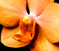C Ribet Orchid 7711