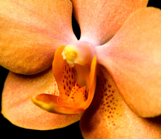 C Ribet Orchid 7711