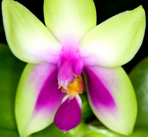 C Ribet Orchid 7715