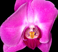 C Ribet Orchid 7758
