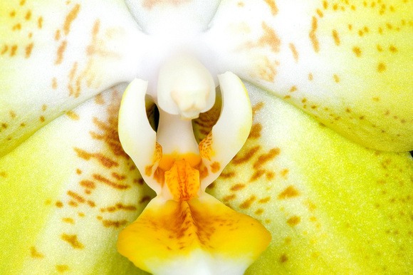 C Ribet Orchid 7764