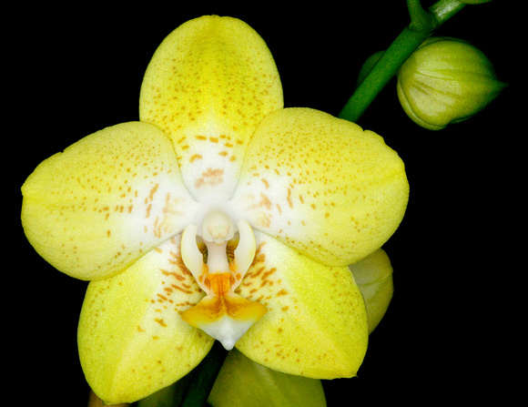 C Ribet Orchid 7771