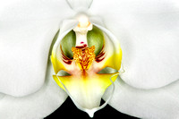 C Ribet Orchid 7772