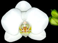 Orchids A