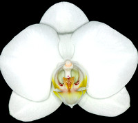 C Ribet Orchid 7780b