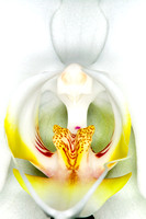 C Ribet Orchid 7798