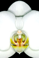 C Ribet Orchid 7801