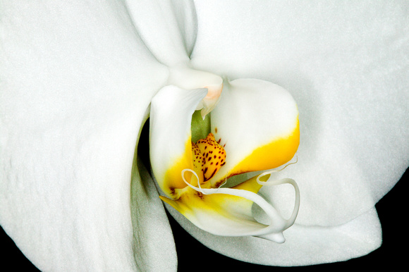 C Ribet Orchid 7810