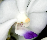 C Ribet Orchid 7941