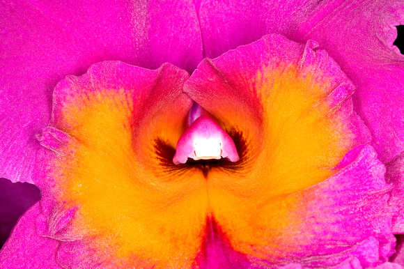 C Ribet Orchid 7944