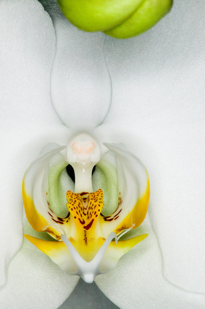 C Ribet Orchid 7813
