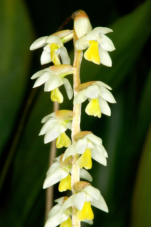 C Ribet Orchid 7979