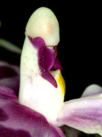 C Ribet Orchid 8085b